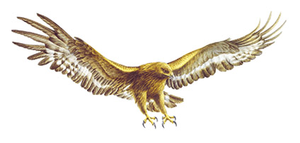 Eagle